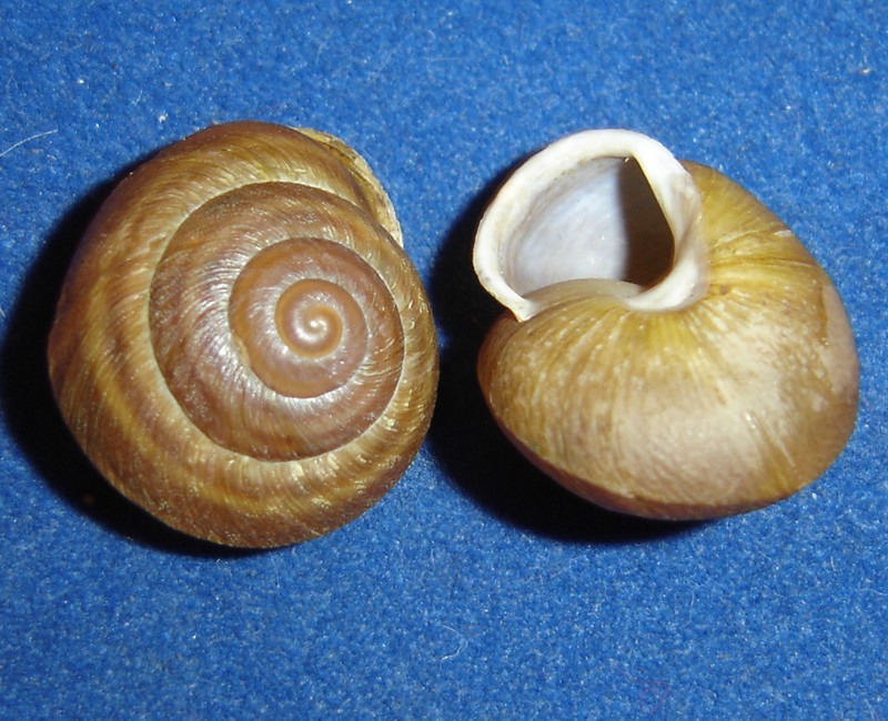 bfi1212747961s.JPG