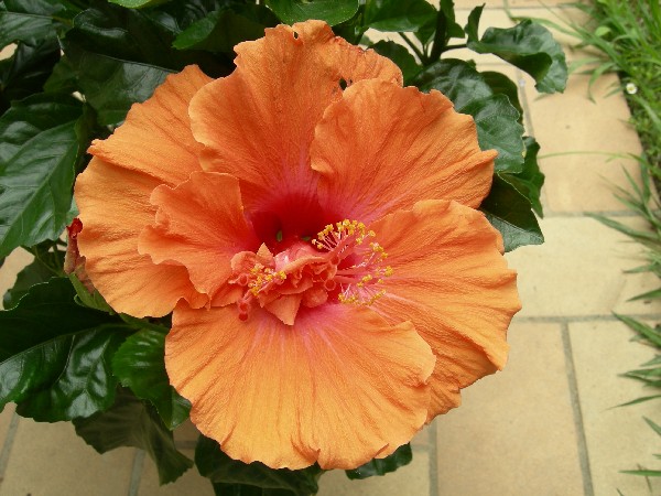 bfi1212773002q.JPG