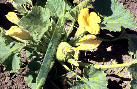 bfi1212776931w.jpg