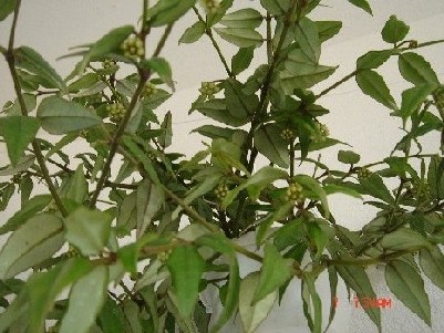bfi1212779124w.jpg
