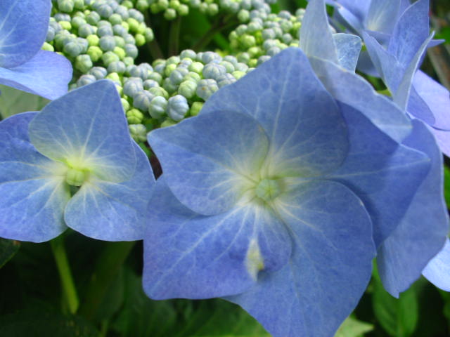bfi1212785462b.jpg