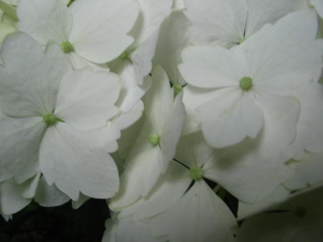 bfi1212786181b.jpg