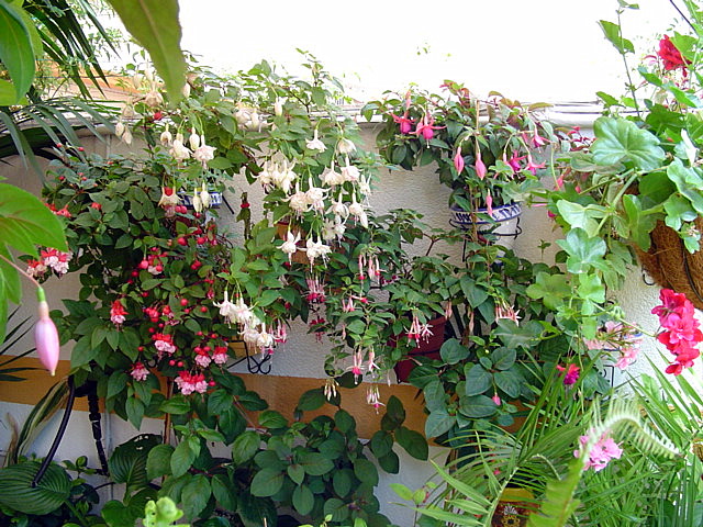 bfi1212797344n.jpg