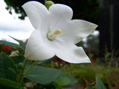bfi1212857034w.JPG