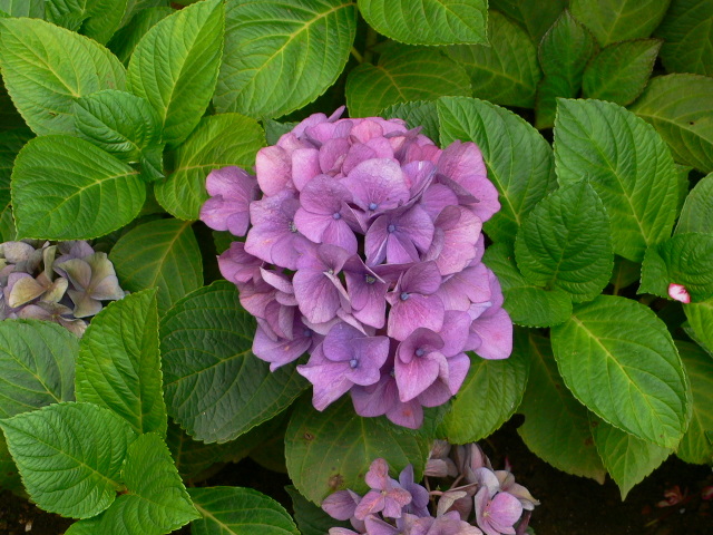 bfi1213555597v.JPG