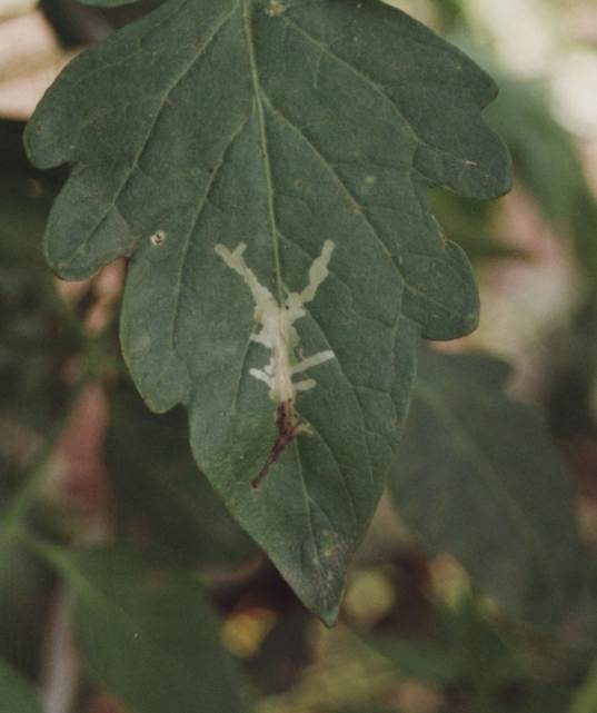 bfi1216551927x.jpg