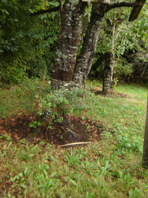 bfi1235220862u.jpg