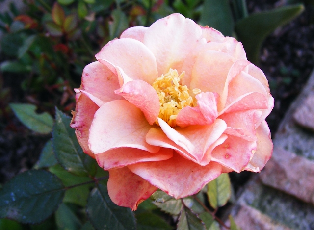 bfi1235736392m.JPG