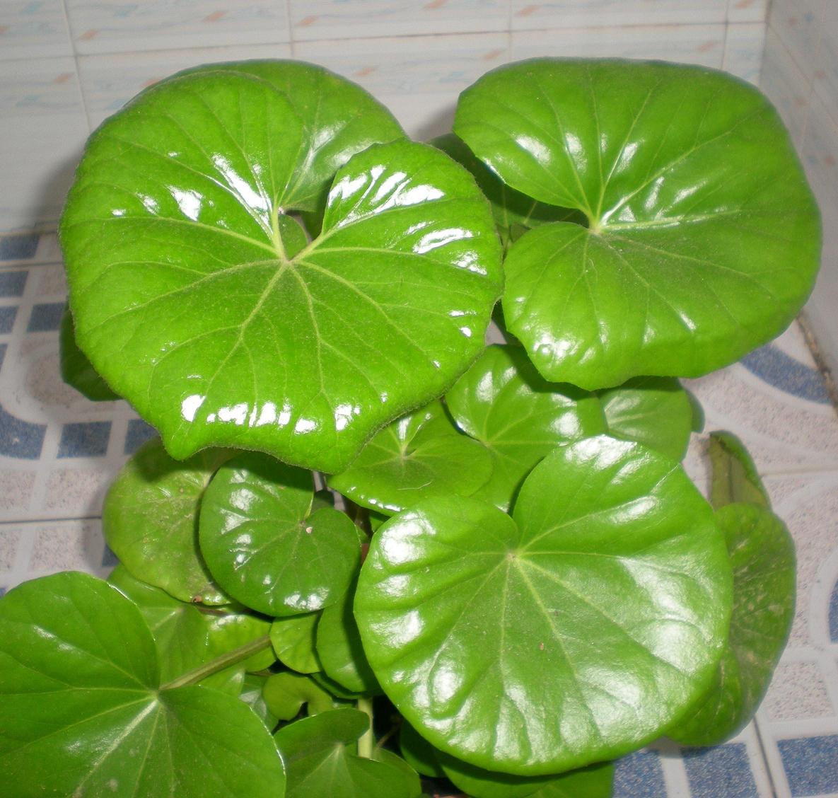 bfi1235846086l.jpg