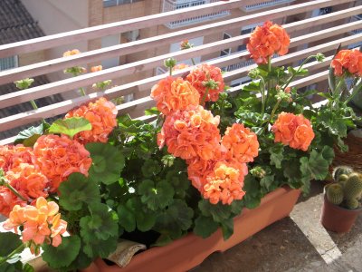 bfi1236742686t.JPG