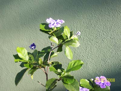 bfi1237410273t.jpg