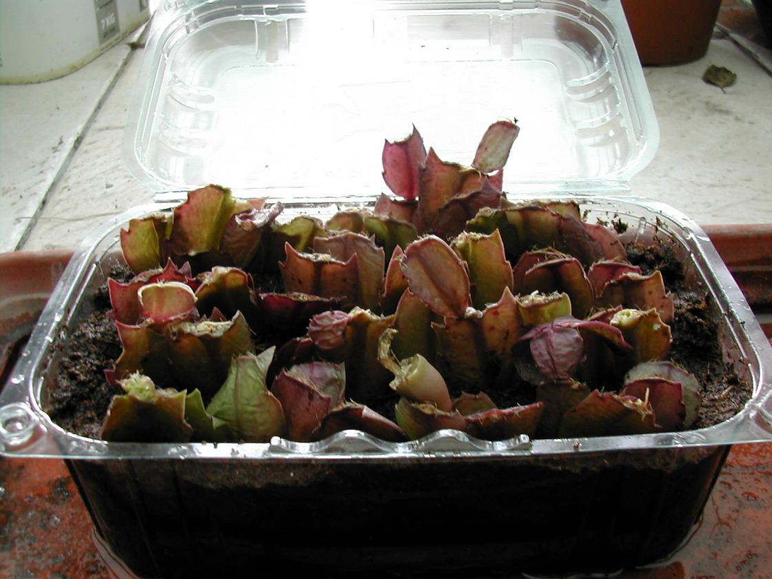 bfi1237933662e.JPG