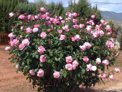 bfi1241589417r.jpg