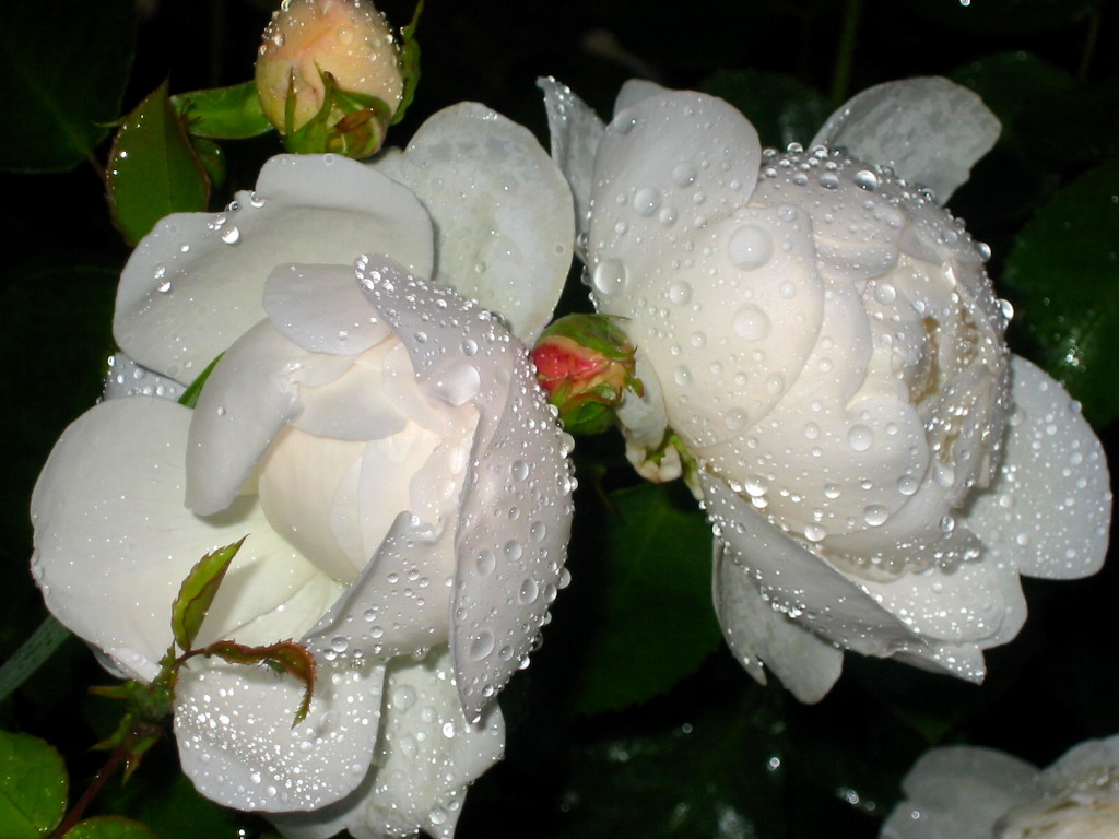bfi1244342544e.jpg