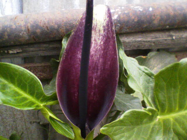 bfi1244964186i.jpg