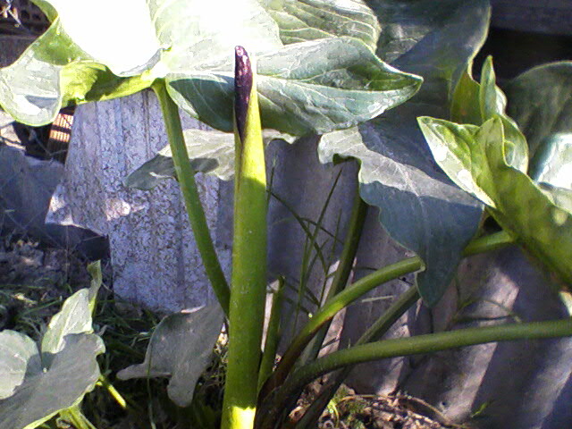 bfi1244964329b.jpg