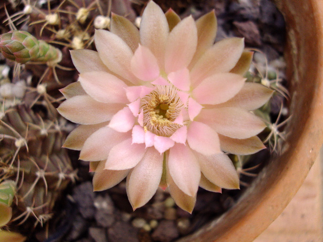 bfi1245721112s.JPG