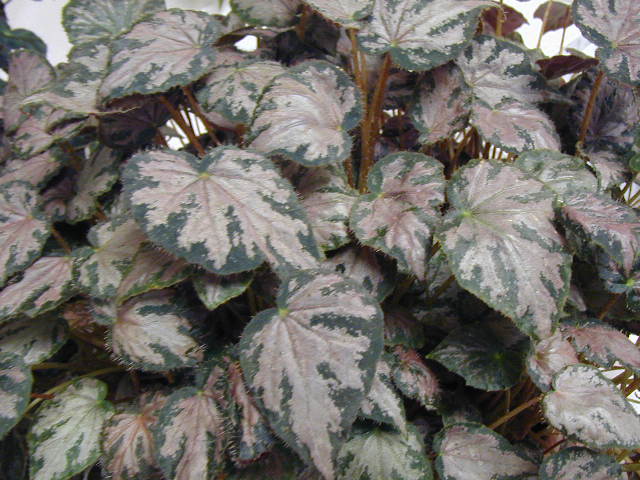 bfi1245975623v.jpg