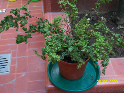 bfi1246049804w.jpg