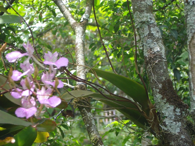 bfi1248915163b.JPG