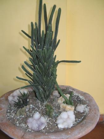 bfi1250730041g.jpg
