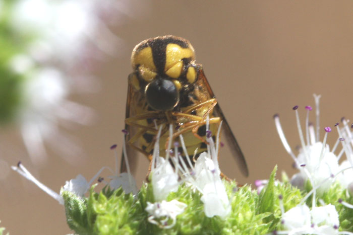 bfi1251340920c.jpg