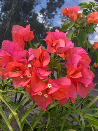 bfi1251526422r.JPG