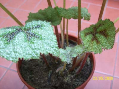 bfi1251535062n.jpg