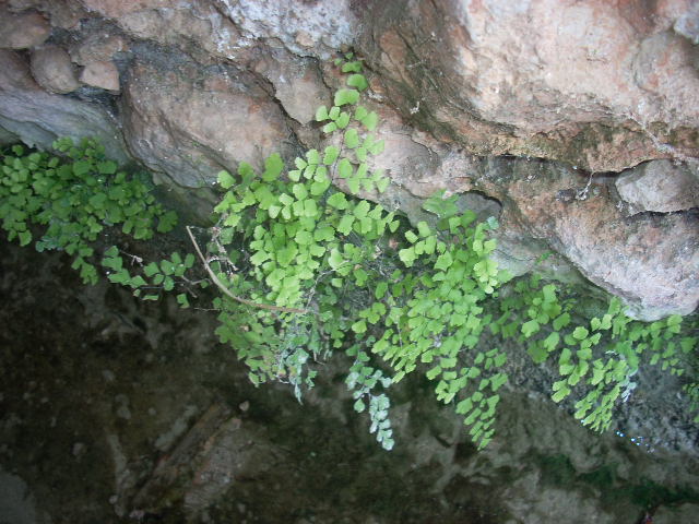 bfi1251692917a.JPG