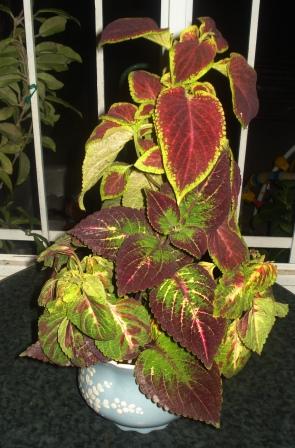 bfi1253275069m.JPG