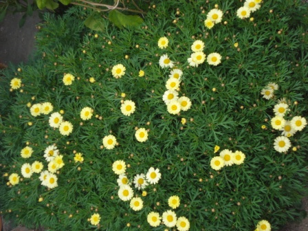 bfi1263631171i.JPG