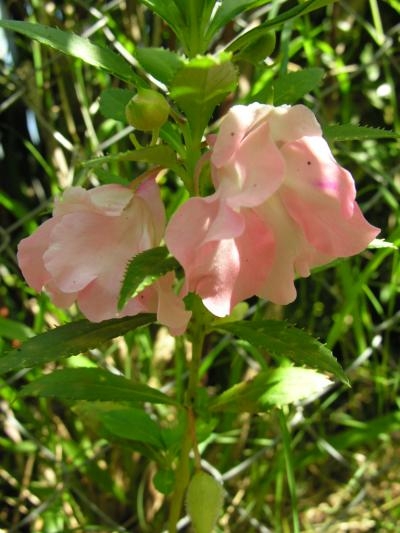 bfi1265062640n.JPG