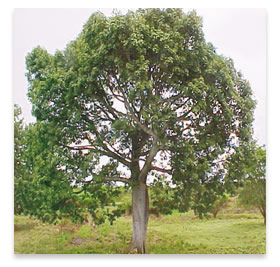 bfi1265678199v.jpg