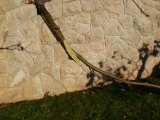 bfi1269144165n.jpg
