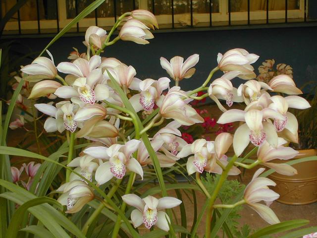 bfi1269696328i.JPG