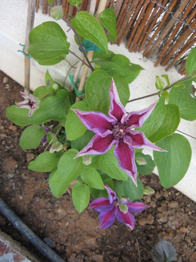 bfi1273378794u.jpg