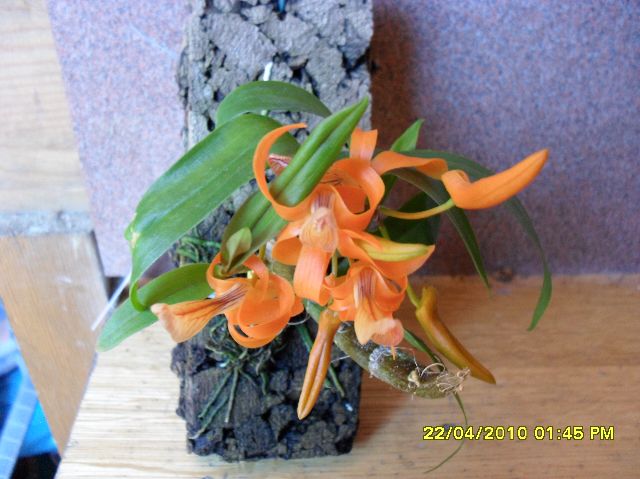bfi1274569250d.JPG