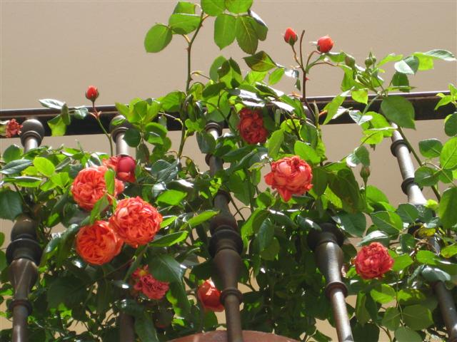 bfi1276572565n.JPG