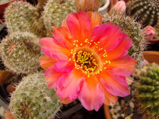 bfi1277675798d.JPG
