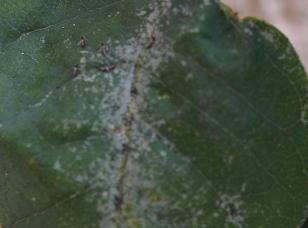 bfi1278284310b.jpg