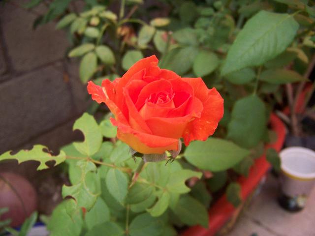 bfi1278308580a.jpg
