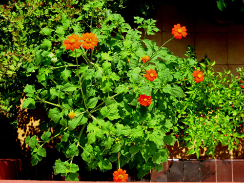 bfi1280797732i.jpg