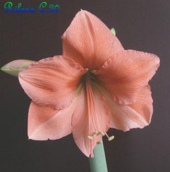bfi1284107277g.JPG