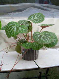 bfi1284185596m.jpg
