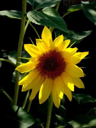 bfi1285385010t.JPG