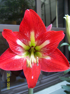 bfi1285446694h.jpg