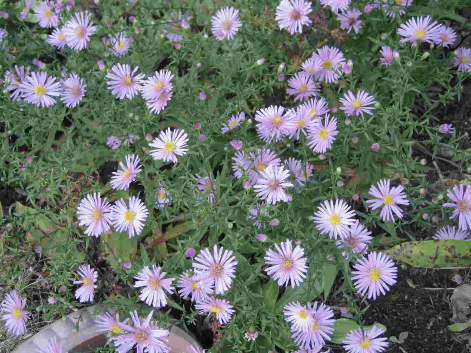 bfi1286092234n.jpg