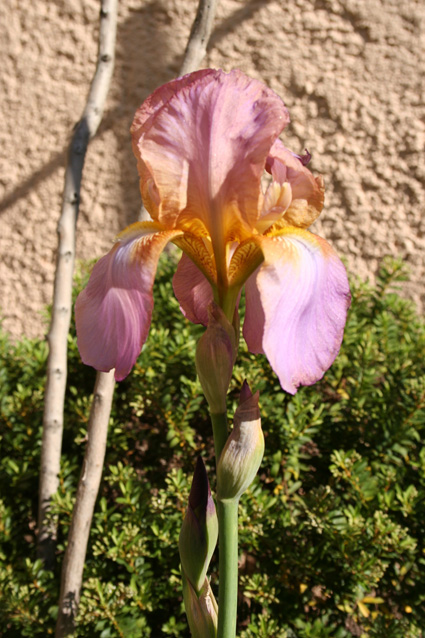 bfi1287529019u.jpg