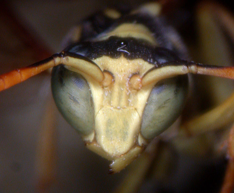 bfi1287988235n.jpg