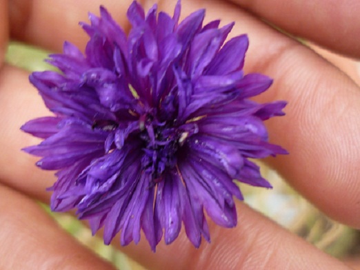 bfi1288340070m.JPG